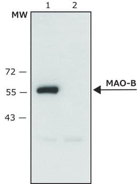 Anti-monoamine oxydase&nbsp;B (extrémité C-terminale) antibody produced in rabbit affinity isolated antibody, ~1.5&#160;mg/mL, buffered aqueous solution