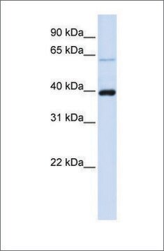 Anti-PHF6 antibody produced in rabbit affinity isolated antibody