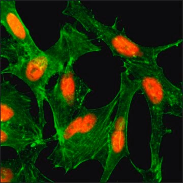 Anti-Acetyl-Histone H4 (Lys12) antibody, Rabbit monoclonal recombinant, expressed in HEK 293 cells, clone RM202, purified immunoglobulin