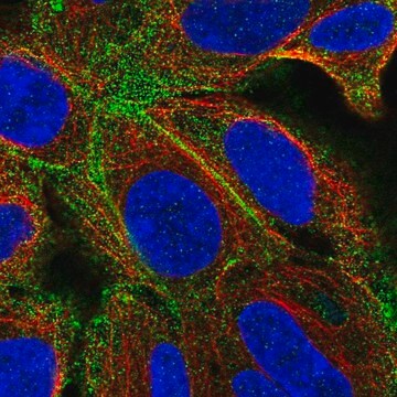 Anti-TMEM50A antibody produced in rabbit Prestige Antibodies&#174; Powered by Atlas Antibodies, affinity isolated antibody