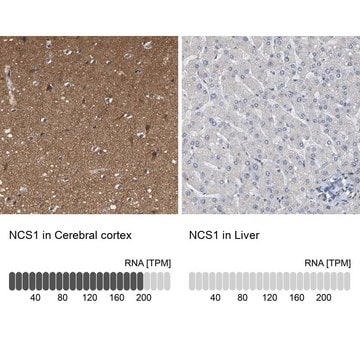 Anti-NCS1 antibody produced in rabbit Prestige Antibodies&#174; Powered by Atlas Antibodies, affinity isolated antibody, buffered aqueous glycerol solution