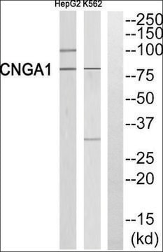 Anti-CNGA1 antibody produced in rabbit affinity isolated antibody