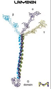 层粘蛋白 来源于人类成纤维细胞 cell culture derived, liquid, sterile-filtered