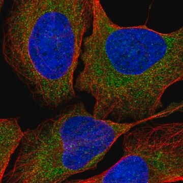 Anti-LTN1 antibody produced in rabbit Prestige Antibodies&#174; Powered by Atlas Antibodies, affinity isolated antibody