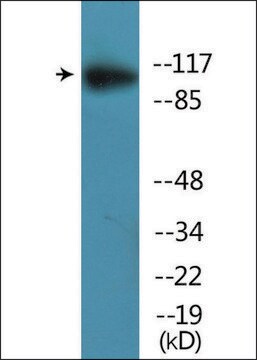 Anti-phospho-MER/SKY (pTyr749/681) antibody produced in rabbit affinity isolated antibody