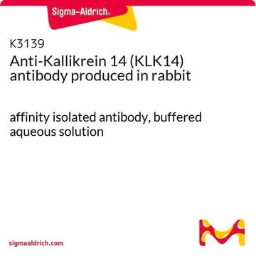 Anti-Kallikrein 14 (KLK14) antibody produced in rabbit affinity isolated antibody, buffered aqueous solution