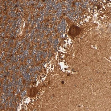 Anti-SCHIP1 antibody produced in rabbit Prestige Antibodies&#174; Powered by Atlas Antibodies, affinity isolated antibody, buffered aqueous glycerol solution