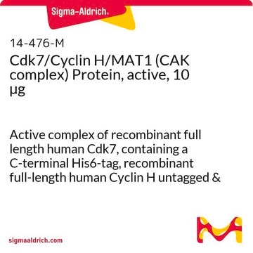 Cdk7/Cyclin H/MAT1 (CAK complex) Protein, active, 10 &#181;g Active complex of recombinant full length human Cdk7, containing a C-terminal His6-tag, recombinant full-length human Cyclin H untagged &amp; recombinant full-length human MAT1 containing an N-terminal GST-tag, for use in Kinase Assays.