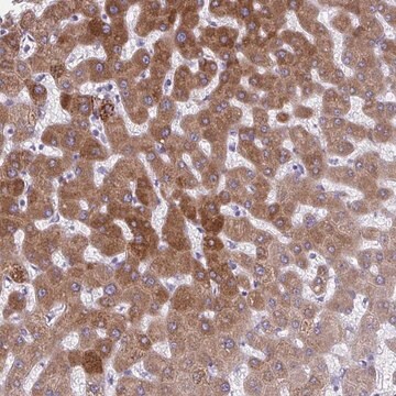 Anti-AIG1 antibody produced in rabbit Prestige Antibodies&#174; Powered by Atlas Antibodies, affinity isolated antibody, buffered aqueous glycerol solution