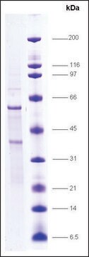 RAR, &#945; human recombinant, expressed in insect cells, &#8805;70% (SDS-PAGE)