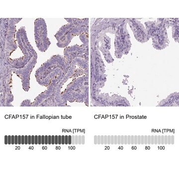 Anti-CFAP157 antibody produced in rabbit Prestige Antibodies&#174; Powered by Atlas Antibodies, affinity isolated antibody, buffered aqueous glycerol solution, Ab1