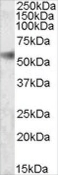 Anti-SH2D4A antibody produced in goat affinity isolated antibody, buffered aqueous solution