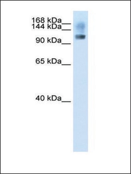 Anti-SFRS8 antibody produced in rabbit IgG fraction of antiserum