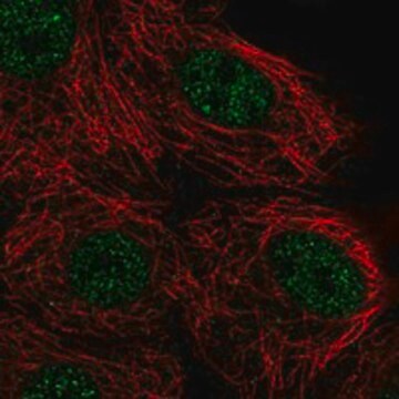 Anti-Nudt17 Antibody Produced In Rabbit Prestige Antibodies&#174; Powered by Atlas Antibodies, affinity isolated antibody, buffered aqueous glycerol solution