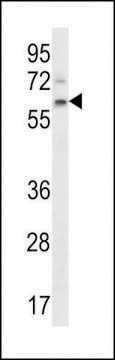 ANTI-APCDD1(N-TERMINAL) antibody produced in rabbit affinity isolated antibody, buffered aqueous solution