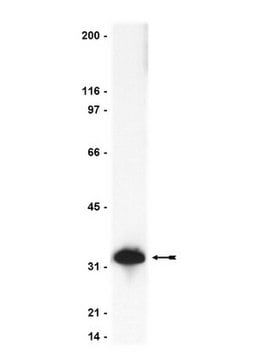 Anti-Caspase&nbsp;3-Antikörper Upstate&#174;, from rabbit