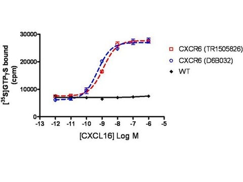 ChemiScreen CXCR6 Membrane Preparation Human CXCR6 GPCR membrane preparation for Radioligand binding Assays &amp; GTP&#947;S binding.