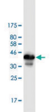 Monoclonal Anti-ZBTB6 antibody produced in mouse clone 2E12, purified immunoglobulin, buffered aqueous solution