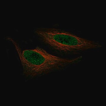 Monoclonal Anti-ZNF10 antibody produced in mouse Prestige Antibodies&#174; Powered by Atlas Antibodies, clone CL9744, purified immunoglobulin, buffered aqueous glycerol solution