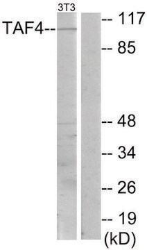 Anti-TAF4, C-Terminal antibody produced in rabbit affinity isolated antibody