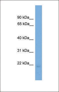 Anti-EDN2, (N-terminal) antibody produced in rabbit affinity isolated antibody