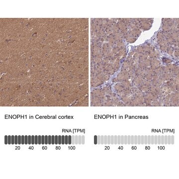 Anti-ENOPH1 antibody produced in rabbit Prestige Antibodies&#174; Powered by Atlas Antibodies, affinity isolated antibody, buffered aqueous glycerol solution