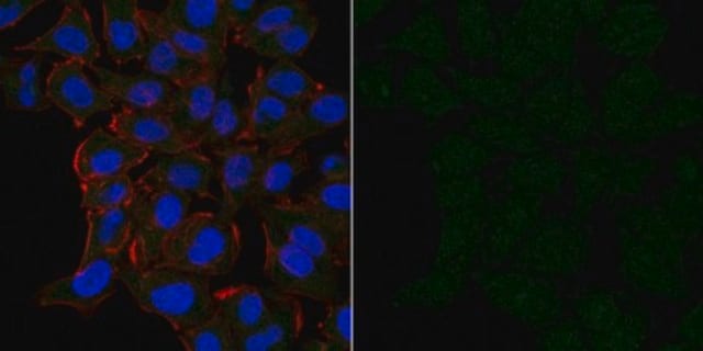 Anti-Cofilin-1 Antibody, Alexa Fluor&#8482; 488 Conjugate from rabbit, ALEXA FLUOR&#8482; 488