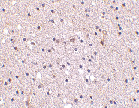 Anti-Nicastrin (ab2) antibody produced in rabbit affinity isolated antibody, buffered aqueous solution