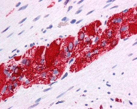 Anti-NR2E1 antibody produced in rabbit affinity isolated antibody