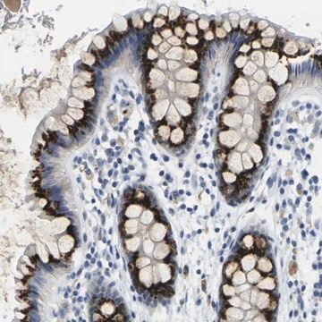 Anti-FAM3D antibody produced in rabbit Prestige Antibodies&#174; Powered by Atlas Antibodies, affinity isolated antibody, buffered aqueous glycerol solution