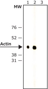 Monoclonal Anti-Rabbit IgG, Native&#8722;Peroxidase clone RabT-50, purified from hybridoma cell culture