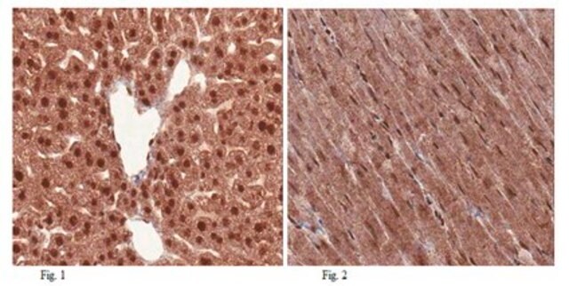 Anti-THAP11 (Ronin) Antibody from rabbit, purified by affinity chromatography