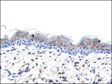 Anti-IRX3 affinity isolated antibody