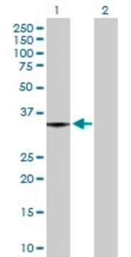 Anti-MGLL antibody produced in rabbit purified immunoglobulin, buffered aqueous solution