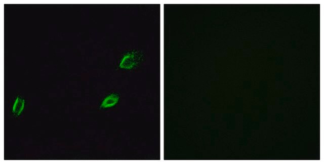 Anti-OLFML2A antibody produced in rabbit affinity isolated antibody