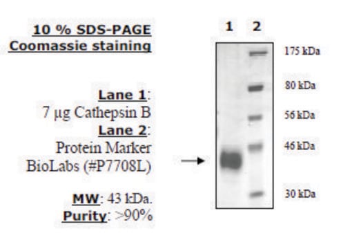 Cathepsin B Active 人 recombinant, expressed in FreeStyle™ 293-F cells ...