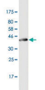 Monoclonal Anti-KRT75 antibody produced in mouse clone 3F9, purified immunoglobulin, buffered aqueous solution