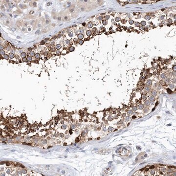 Anti-PCDHA2 antibody produced in rabbit Prestige Antibodies&#174; Powered by Atlas Antibodies, affinity isolated antibody, buffered aqueous glycerol solution