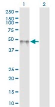 Anti-KIR2DL5A antibody produced in rabbit purified immunoglobulin, buffered aqueous solution