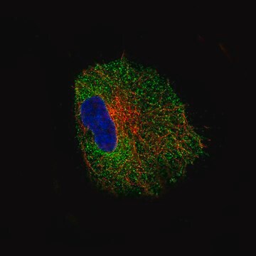 Monoclonal Anti-NLRP3 antibody produced in mouse Prestige Antibodies&#174; Powered by Atlas Antibodies, clone CL0210, purified immunoglobulin, buffered aqueous glycerol solution