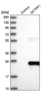 Anti-DCTPP1 antibody produced in rabbit Prestige Antibodies&#174; Powered by Atlas Antibodies, affinity isolated antibody, buffered aqueous glycerol solution