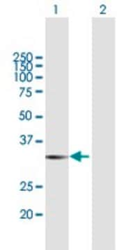 Anti-LGALS8 antibody produced in mouse purified immunoglobulin, buffered aqueous solution