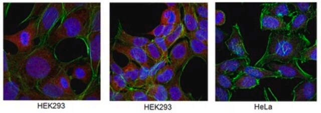 Anti-NUBP1 Antibody from rabbit, purified by affinity chromatography