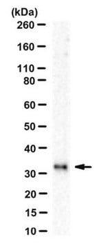 Anti-Cdx1 Antibody, clone 123a clone C, from mouse