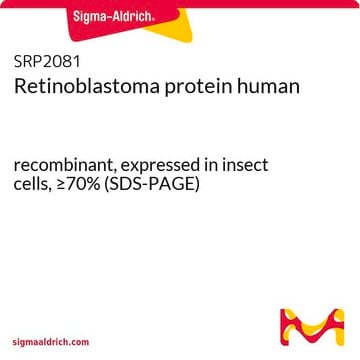 Retinoblastoma protein human recombinant, expressed in insect cells, &#8805;70% (SDS-PAGE)