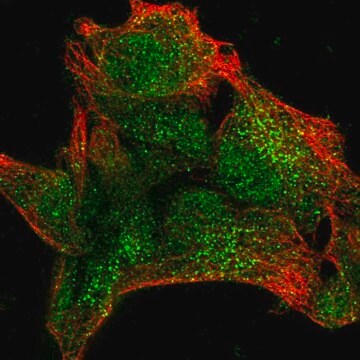 Anti-UPF3A antibody produced in rabbit Prestige Antibodies&#174; Powered by Atlas Antibodies, affinity isolated antibody