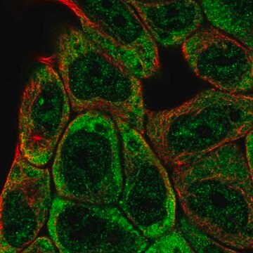 Anti-SLFNL1 antibody produced in rabbit Prestige Antibodies&#174; Powered by Atlas Antibodies, affinity isolated antibody