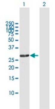 Anti-RPA4 antibody produced in rabbit purified immunoglobulin, buffered aqueous solution