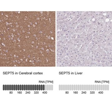 Anti-SEPT5 antibody produced in rabbit Prestige Antibodies&#174; Powered by Atlas Antibodies, affinity isolated antibody, buffered aqueous glycerol solution