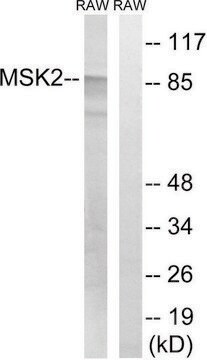 Anti-MSK2 antibody produced in rabbit affinity isolated antibody